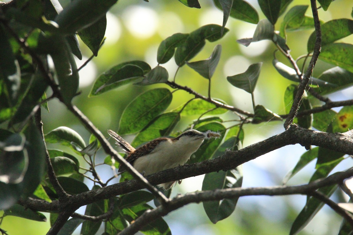Rufous-backed Wren - ML645062406