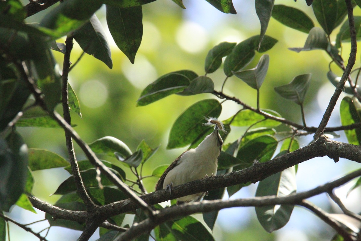 Rufous-backed Wren - ML645062407
