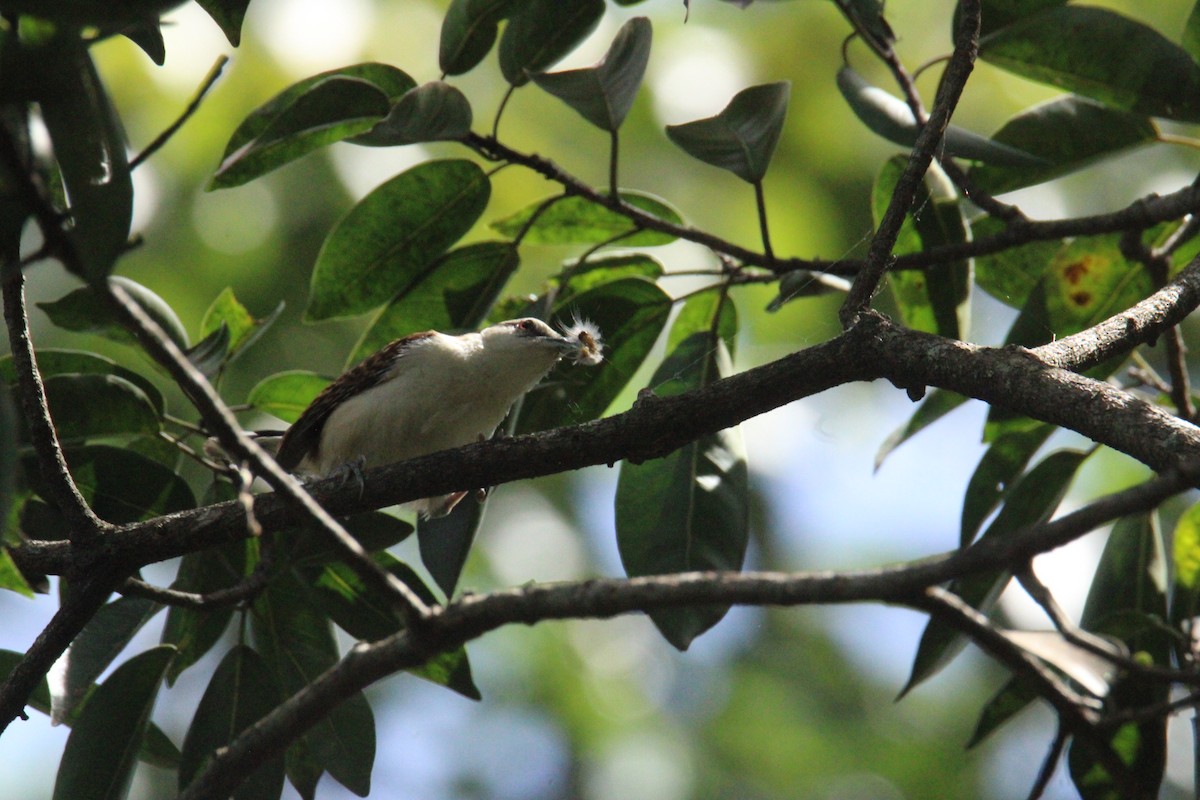 Rufous-backed Wren - ML645062408