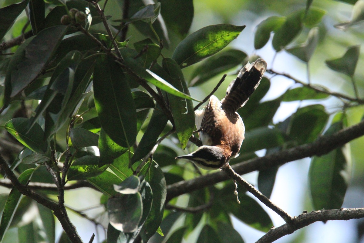 Rufous-backed Wren - ML645062409