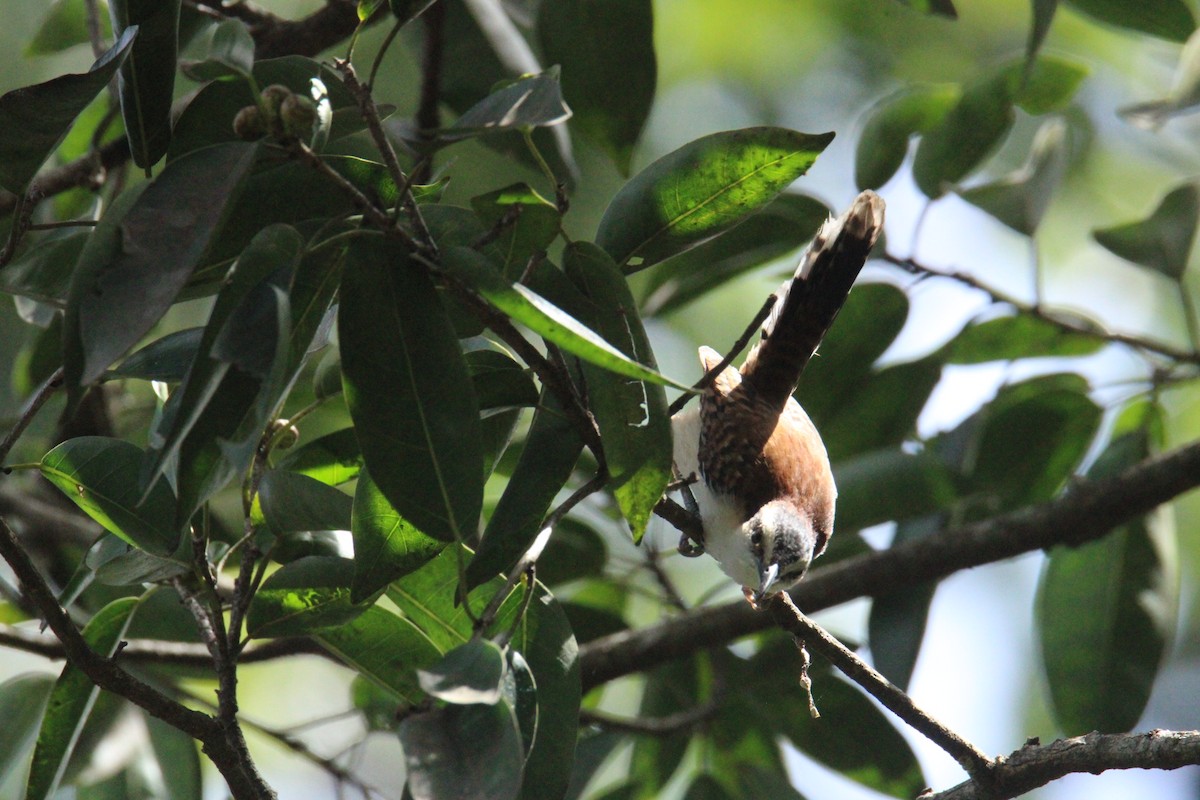Rufous-backed Wren - ML645062410