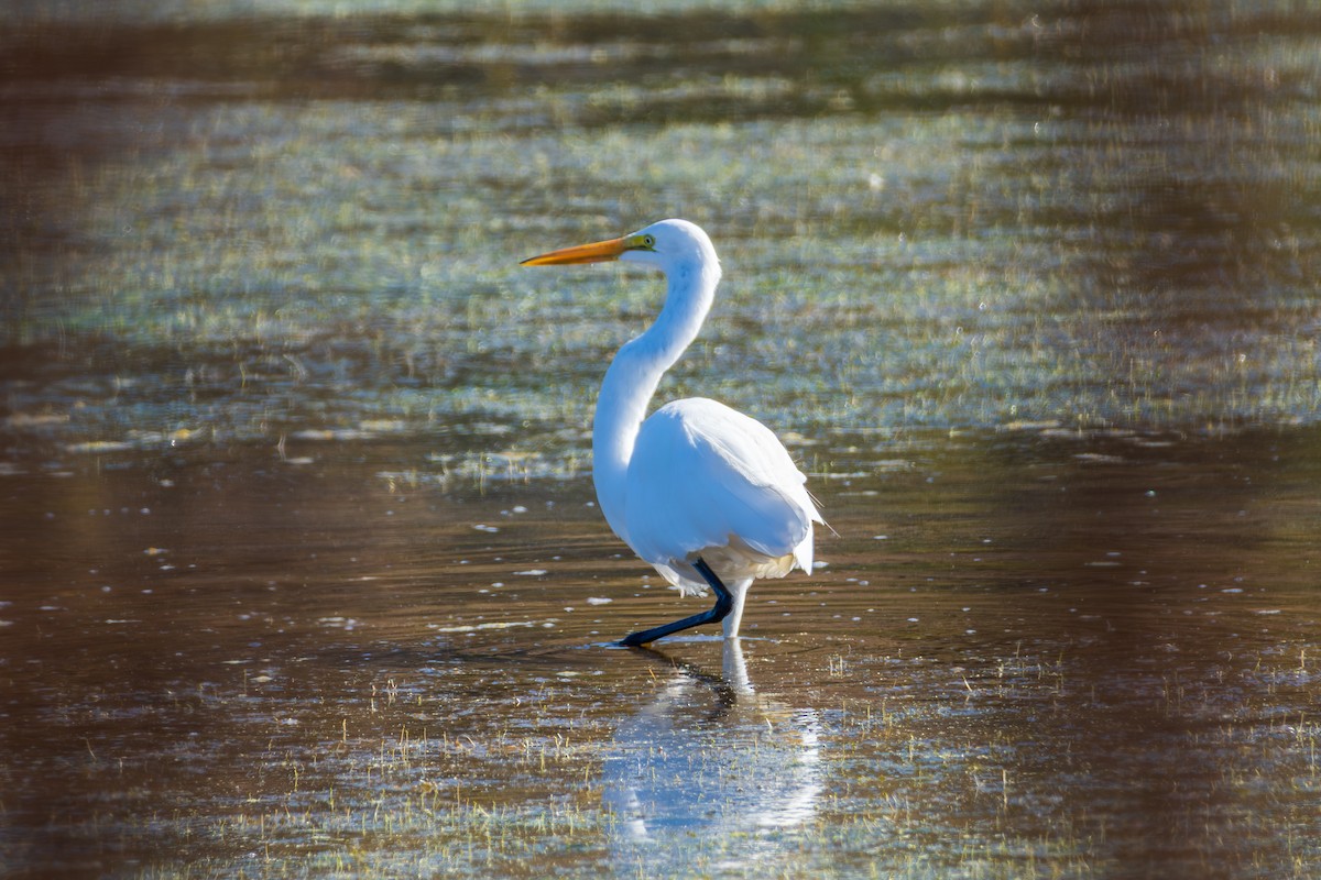 Great Egret - ML645062415
