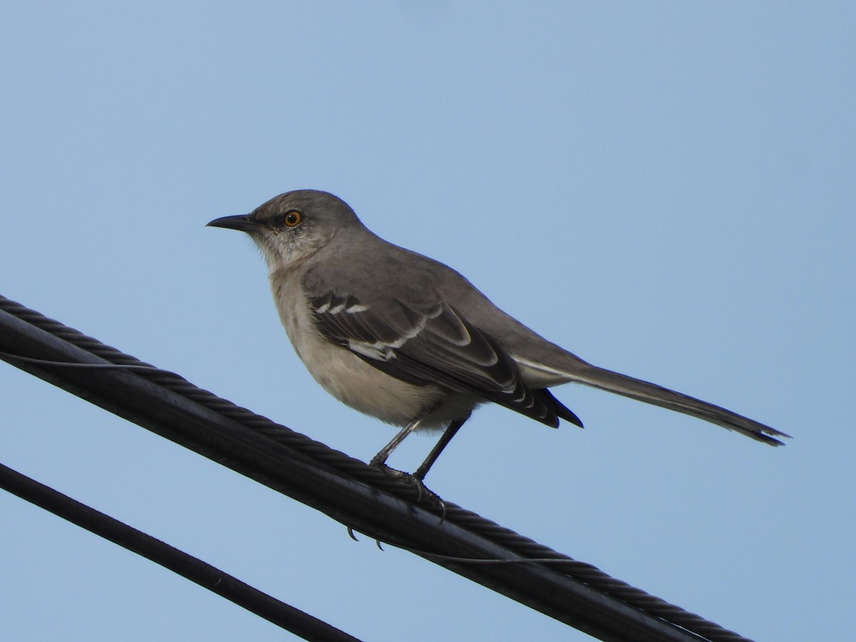 Northern Mockingbird - ML645062416