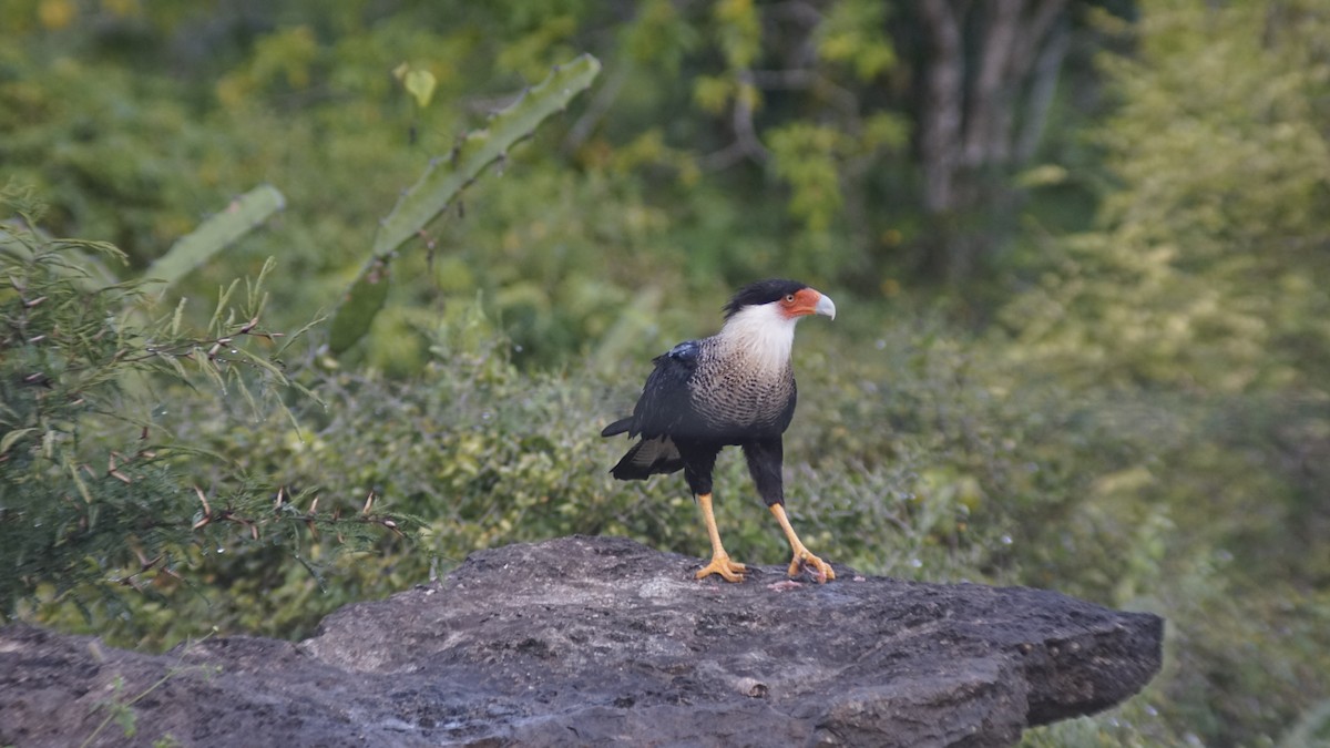 Crested Caracara - ML645062417