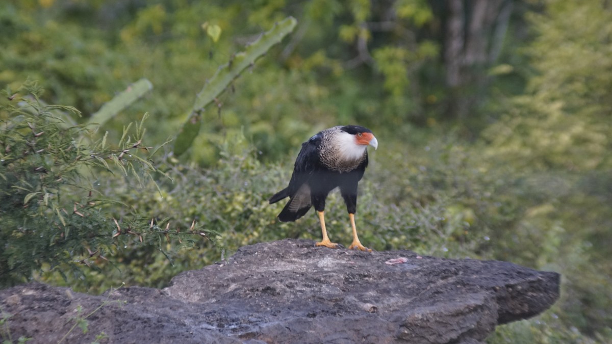 Crested Caracara - ML645062418