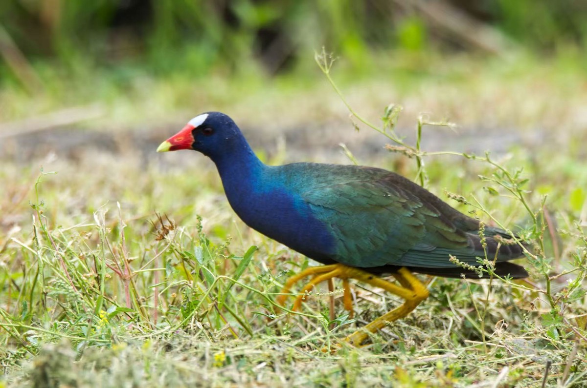 Uroilo urdin amerikarra - ML645062419