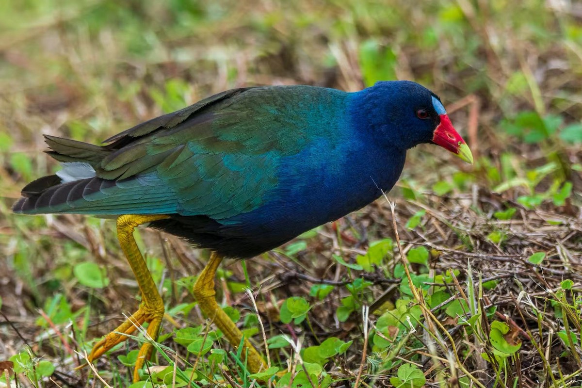 Uroilo urdin amerikarra - ML645062420