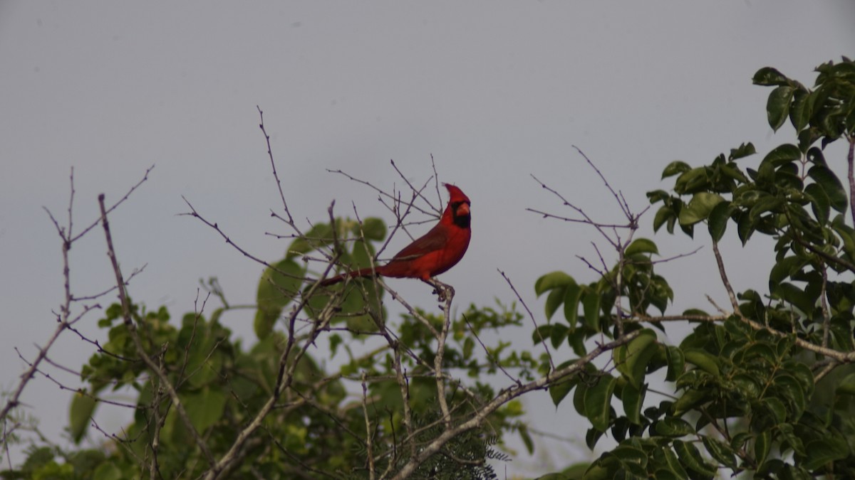 Northern Cardinal - ML645062428