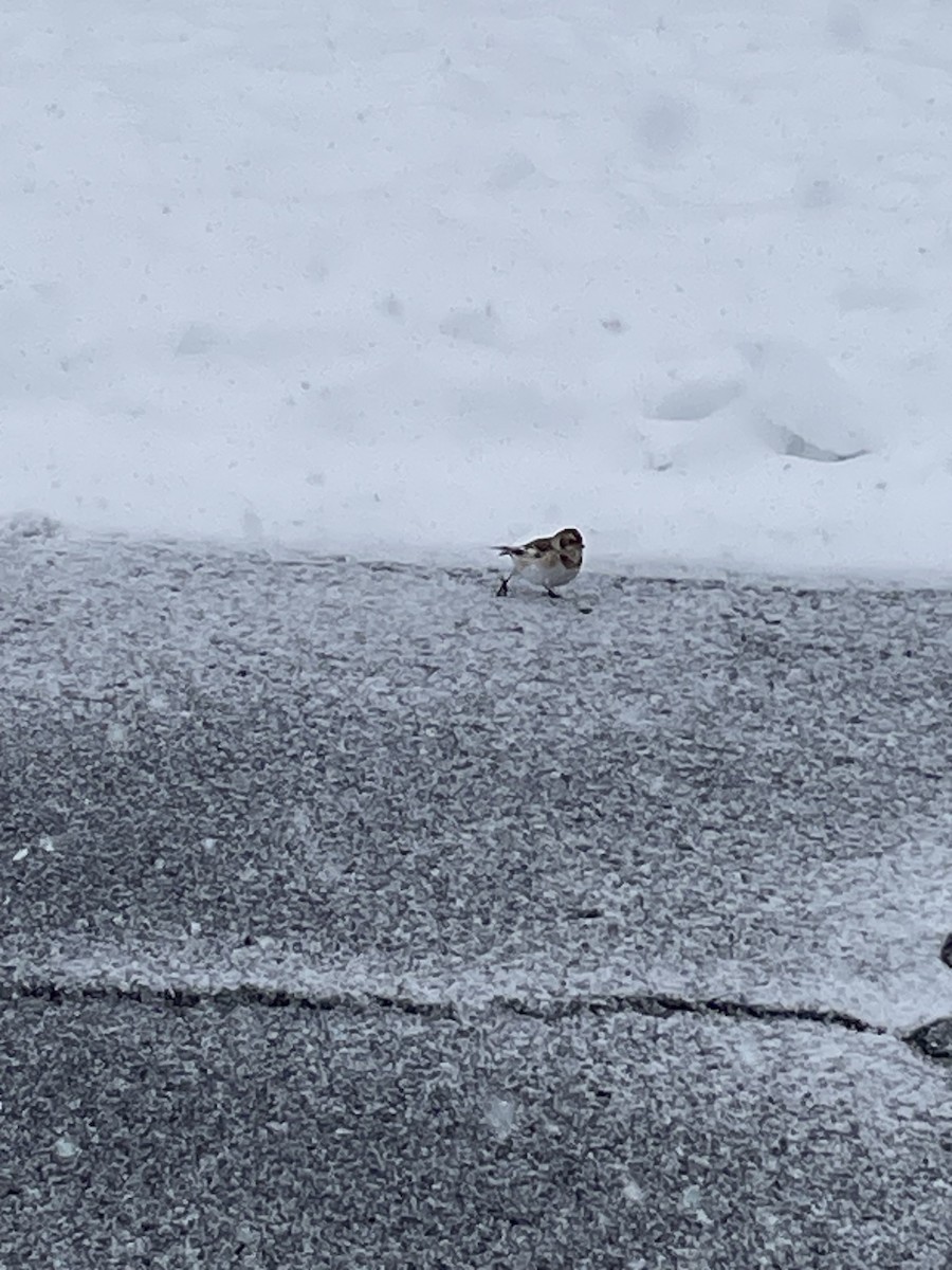 Snow Bunting - ML645062430