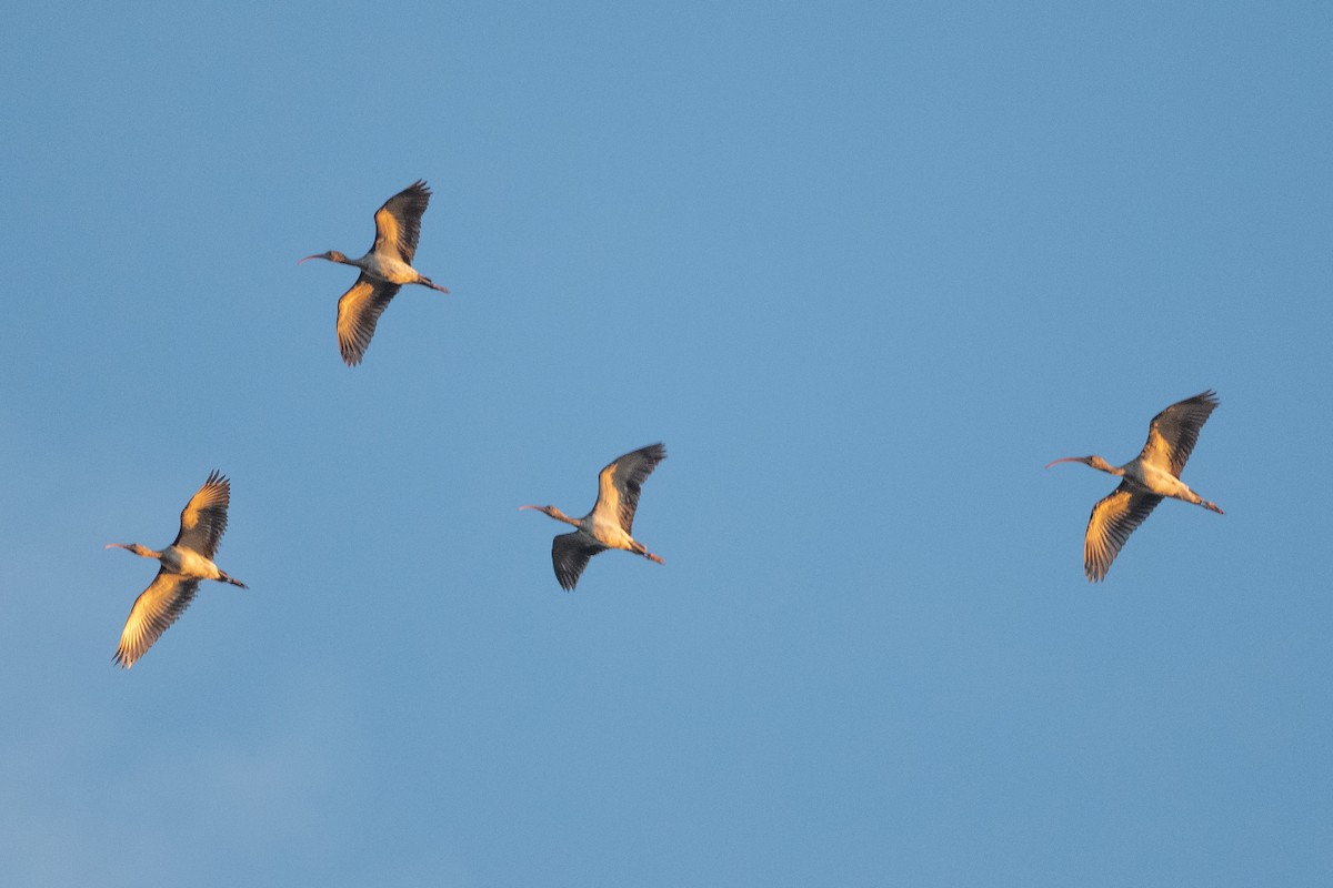 White Ibis - ML645062432