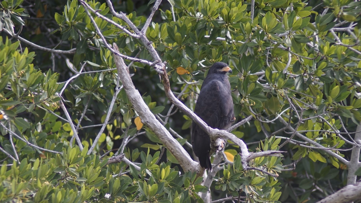 Common Black Hawk - ML645062438