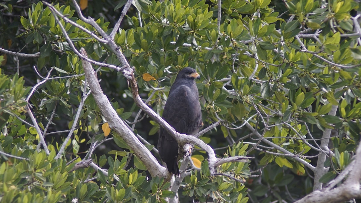 Common Black Hawk - ML645062439