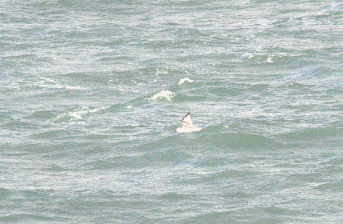 Kara Ayaklı Martı - ML645062444