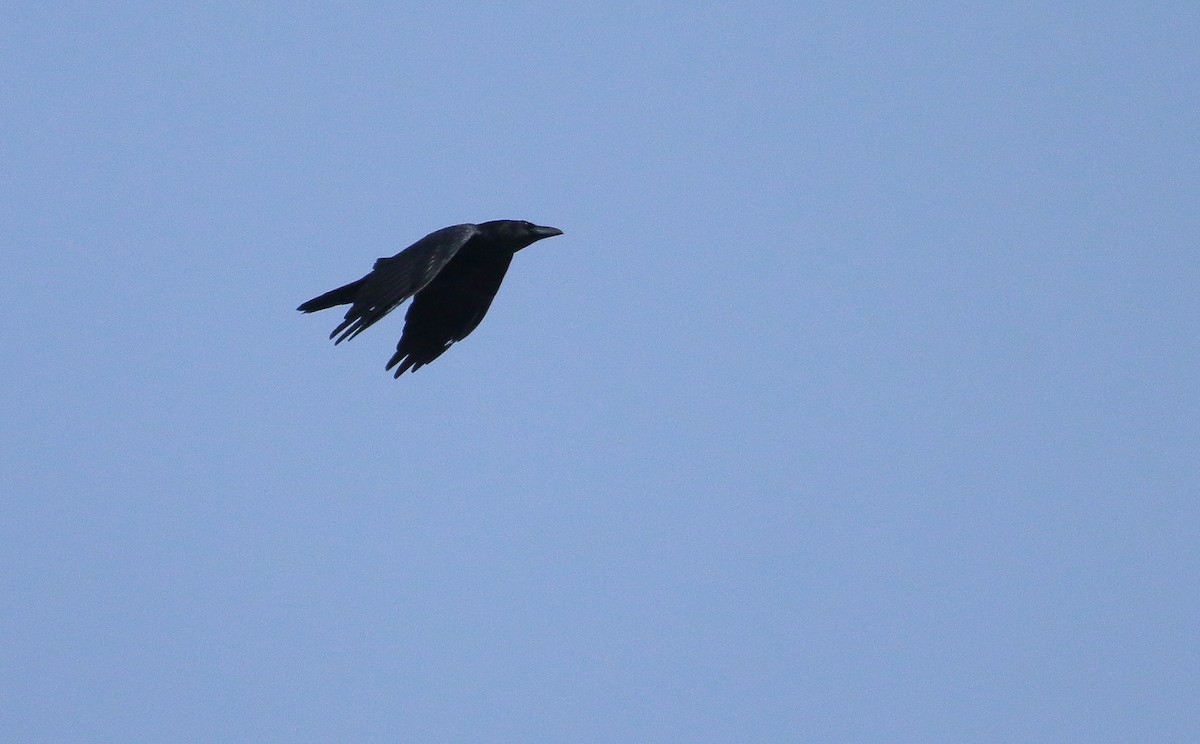 Common Raven - ML645062448
