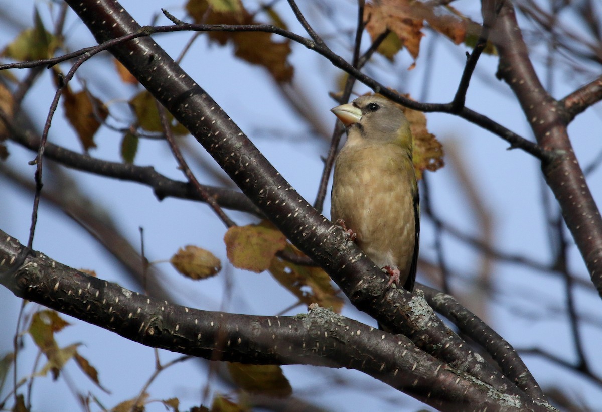 Evening Grosbeak - ML645062453
