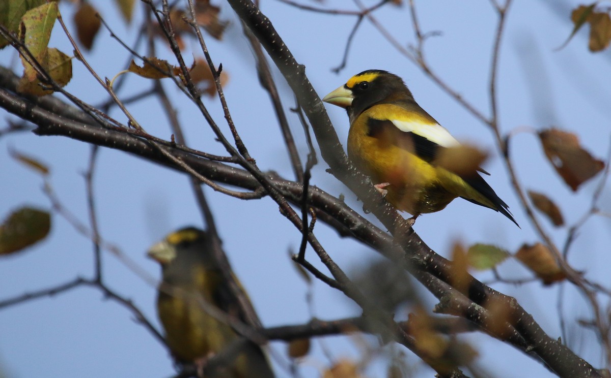Evening Grosbeak - ML645062454