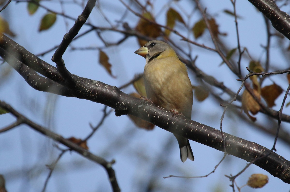 Evening Grosbeak - ML645062459