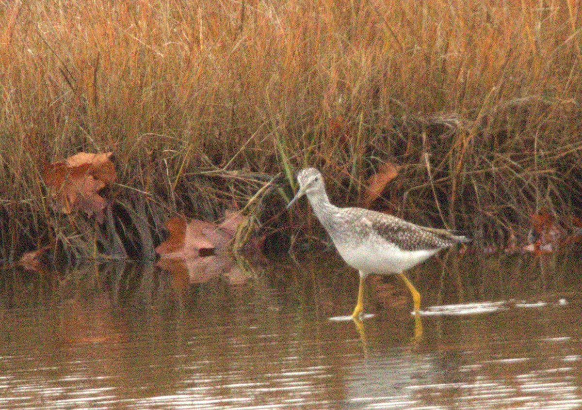 Greater Yellowlegs - ML645062461