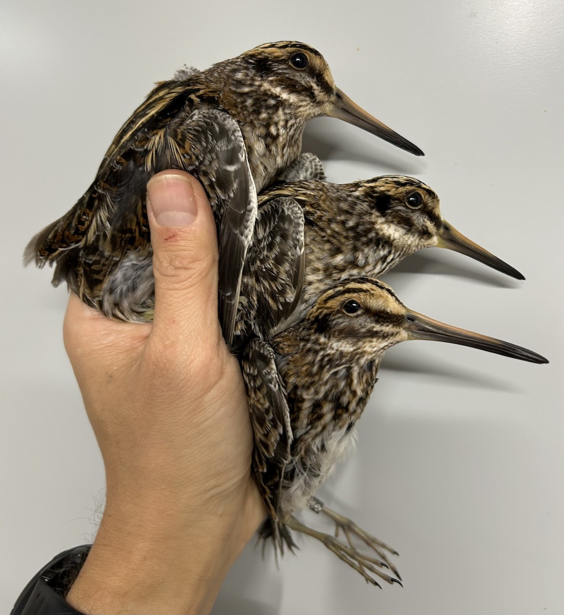 Jack Snipe - ML645062463