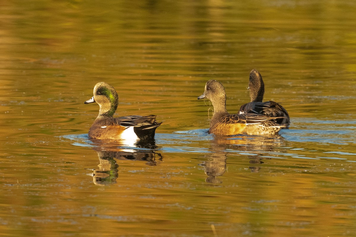 American Wigeon - ML645062481