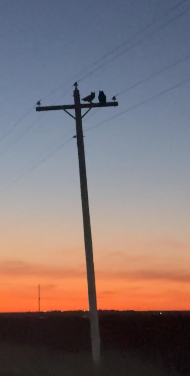 Great Horned Owl - ML645062490