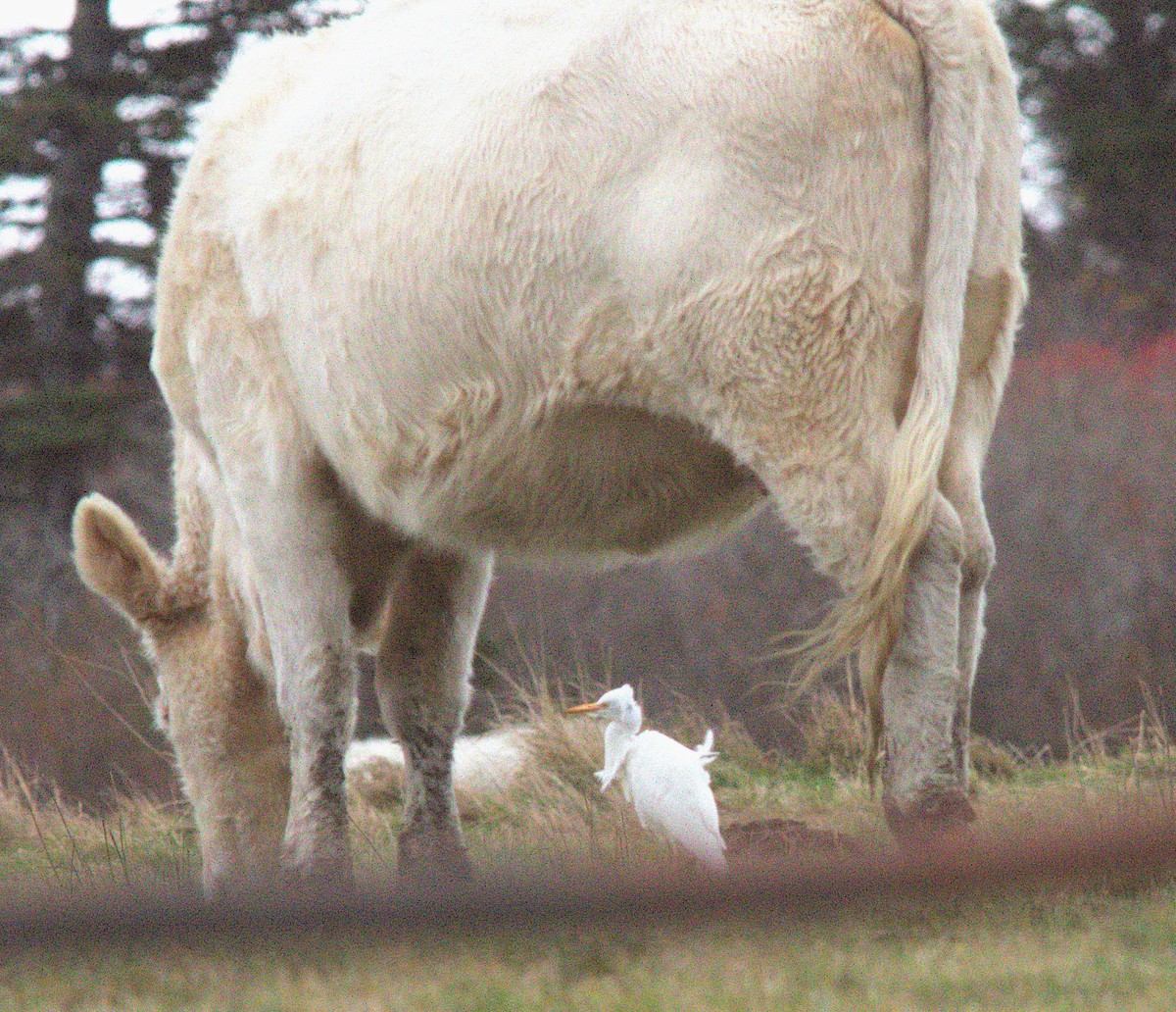 Western Cattle-Egret - ML645062499