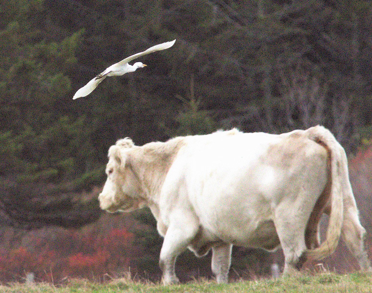 Western Cattle-Egret - ML645062500