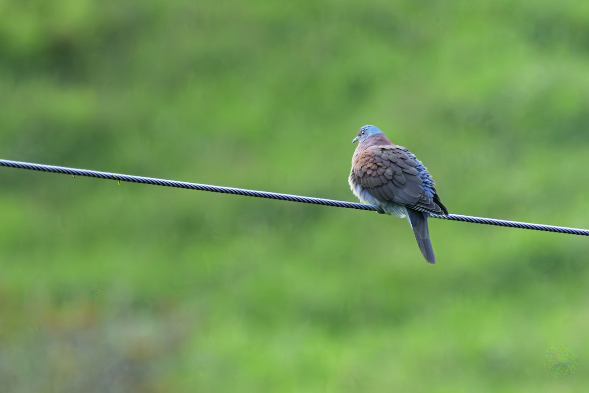 Pale-vented Pigeon - ML645062504