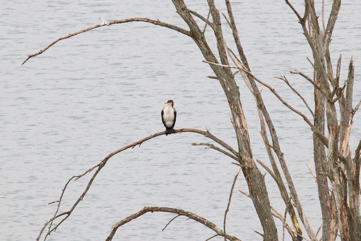 Great Cormorant - ML645062509