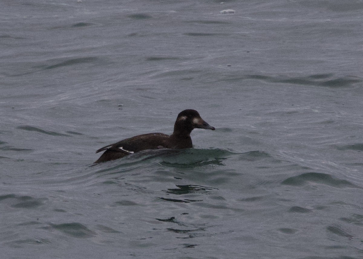 turpan kanadský - ML645062512