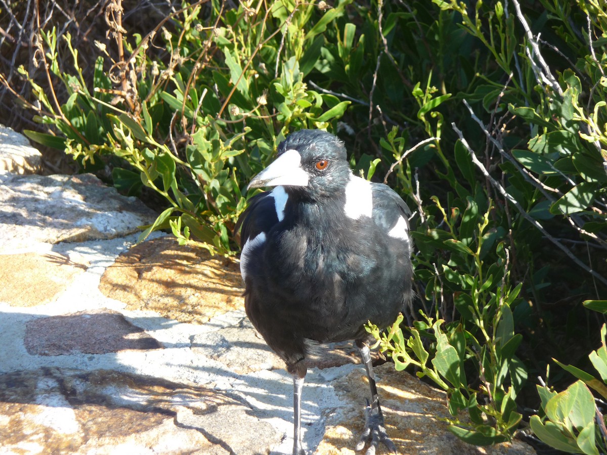 Australian Magpie (Western) - ML645062516