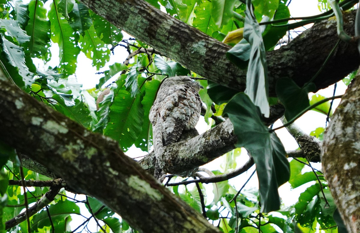 Great Potoo - ML645062525