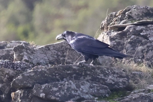 Common Raven - ML645062531