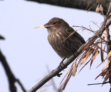 House Finch - ML645062539