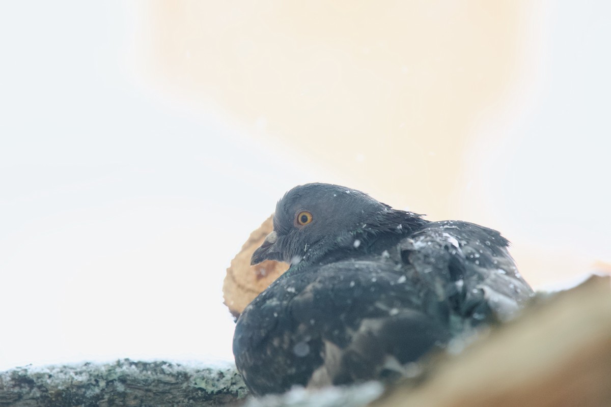 Rock Pigeon (Feral Pigeon) - ML645062548