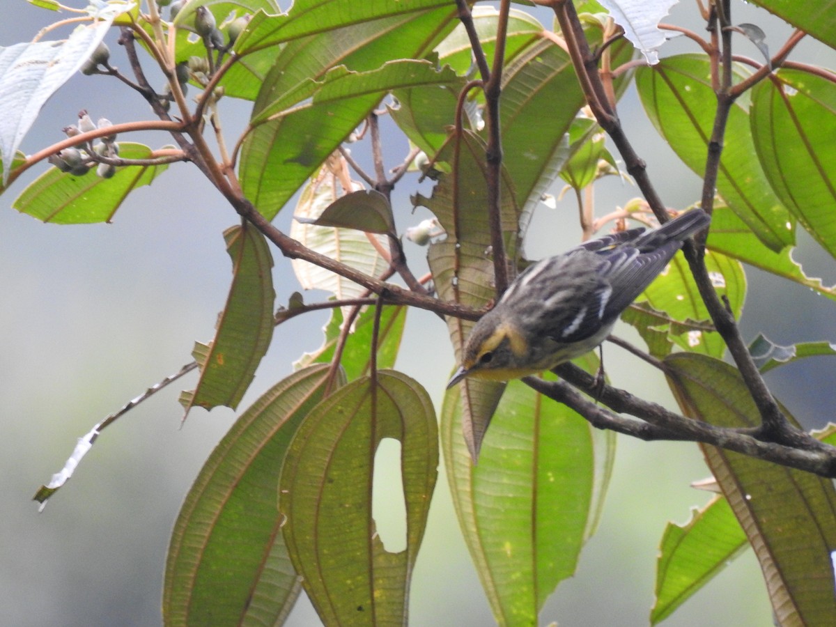 hemlokkparula - ML645062549