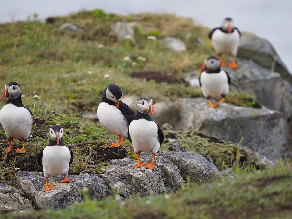 Lanperna-musu atlantikoa - ML645062563