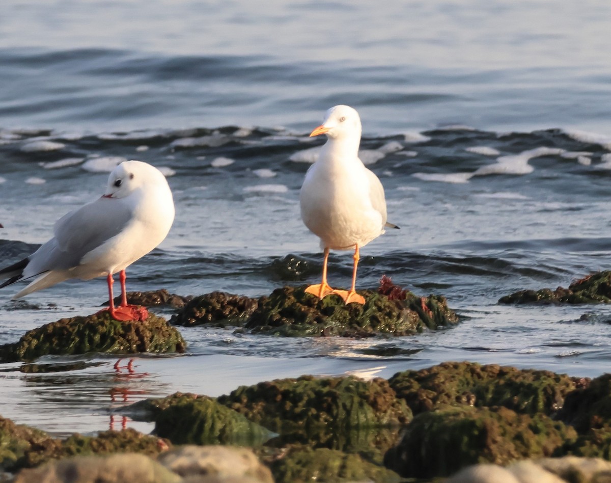 Antxeta mokozorrotza - ML645062568