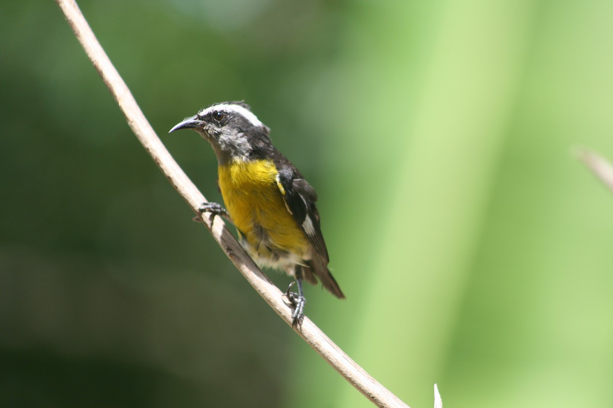 Bananaquit - ML645062570