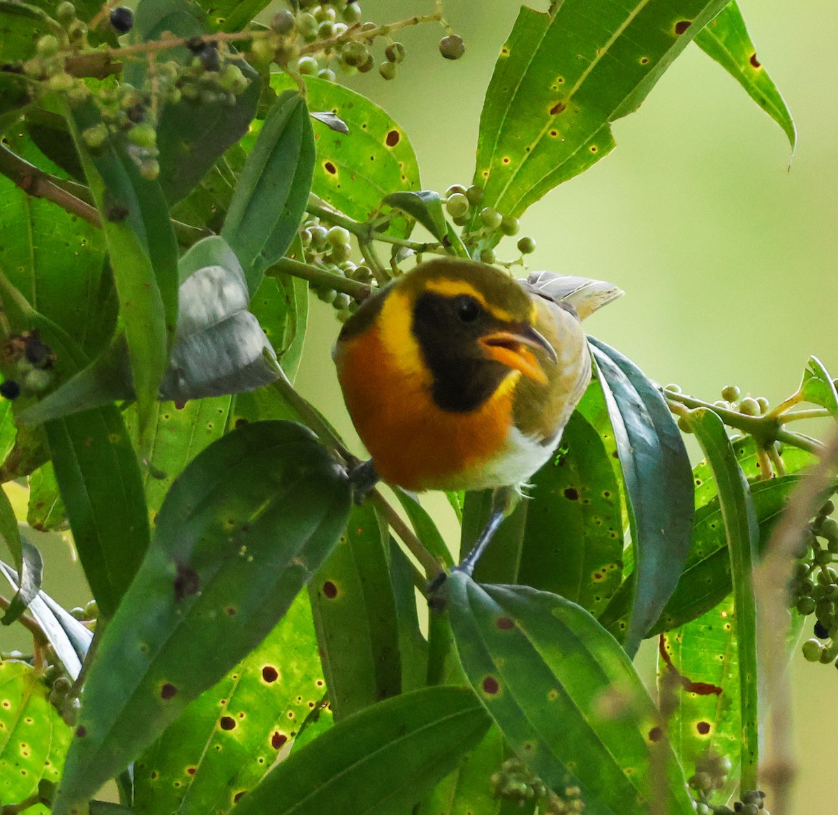 カオグロキゴシフウキンチョウ - ML645062572