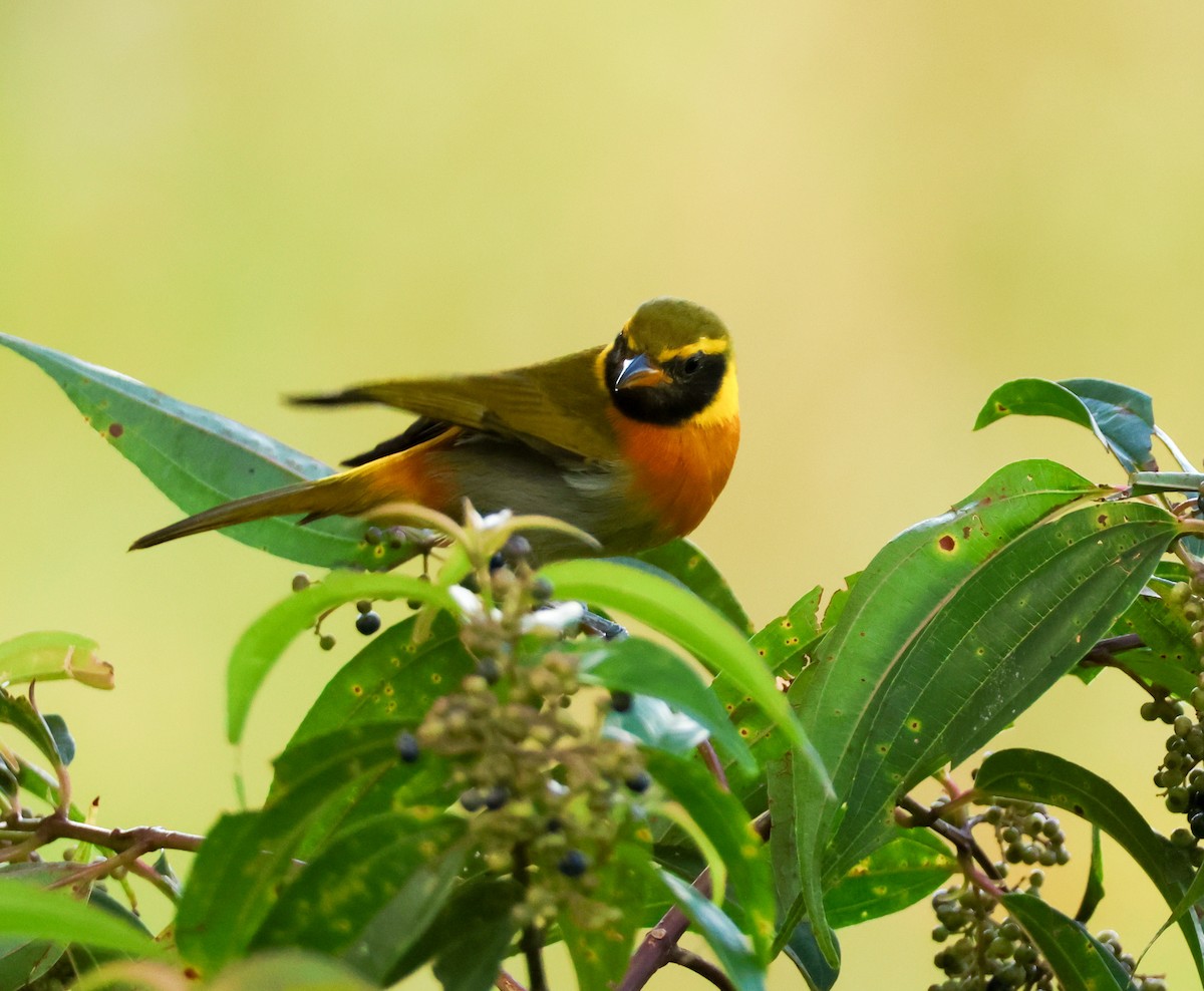 カオグロキゴシフウキンチョウ - ML645062573