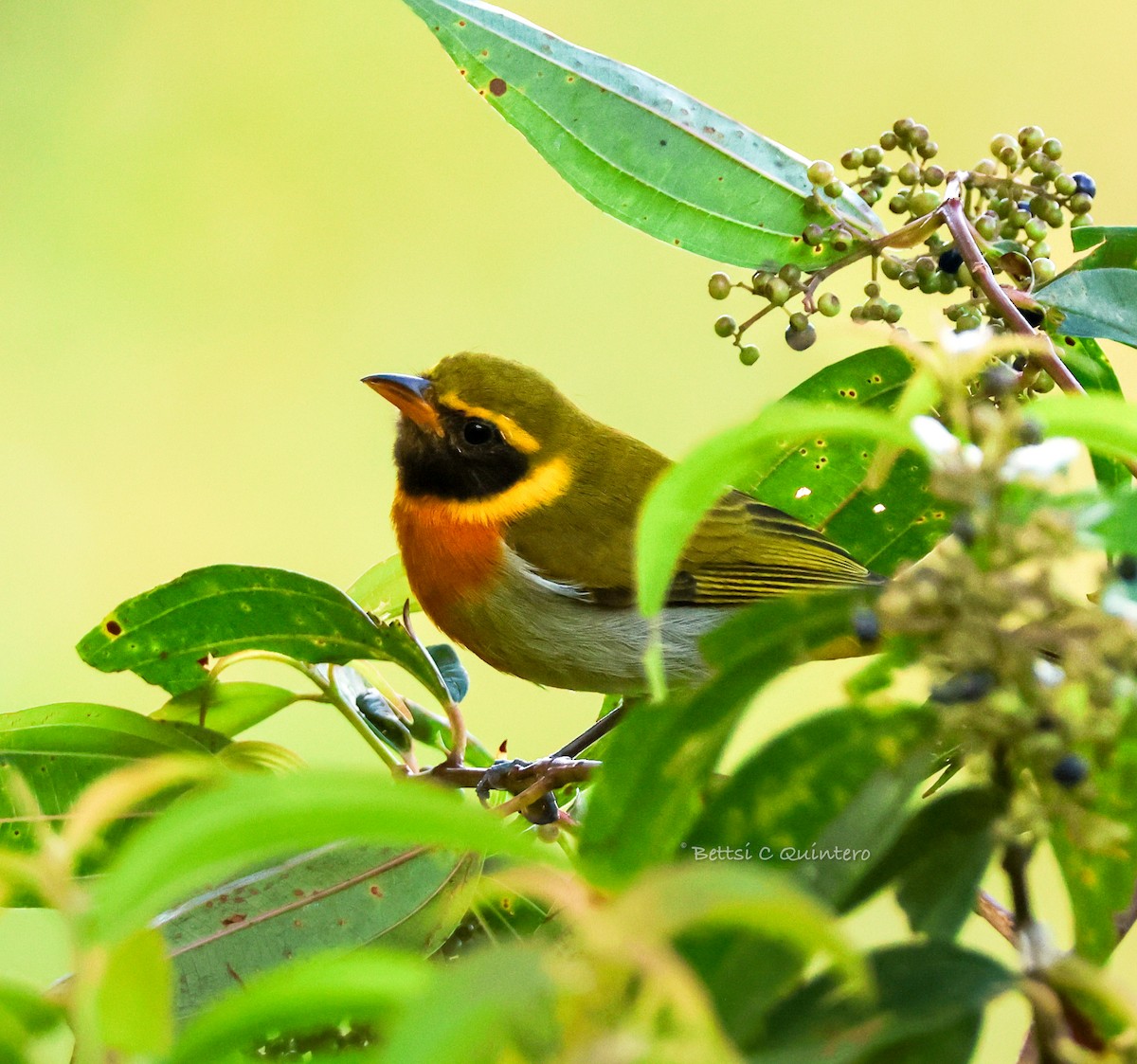 カオグロキゴシフウキンチョウ - ML645062574