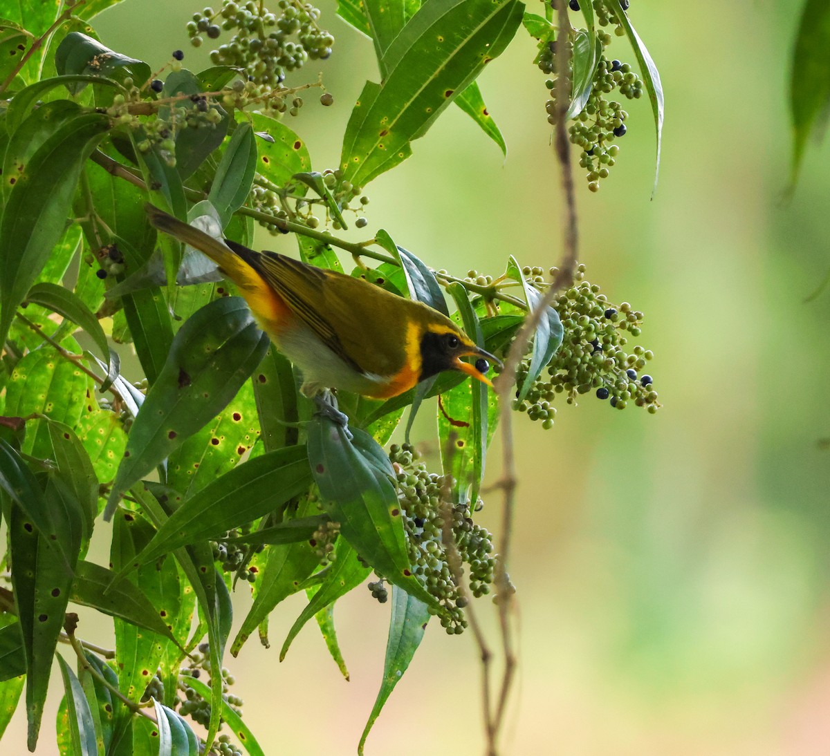 カオグロキゴシフウキンチョウ - ML645062575