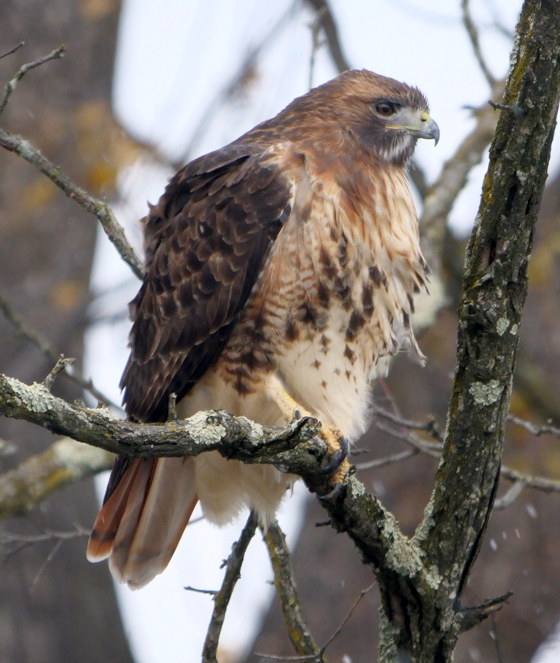 Zapelatz buztangorria - ML645062576