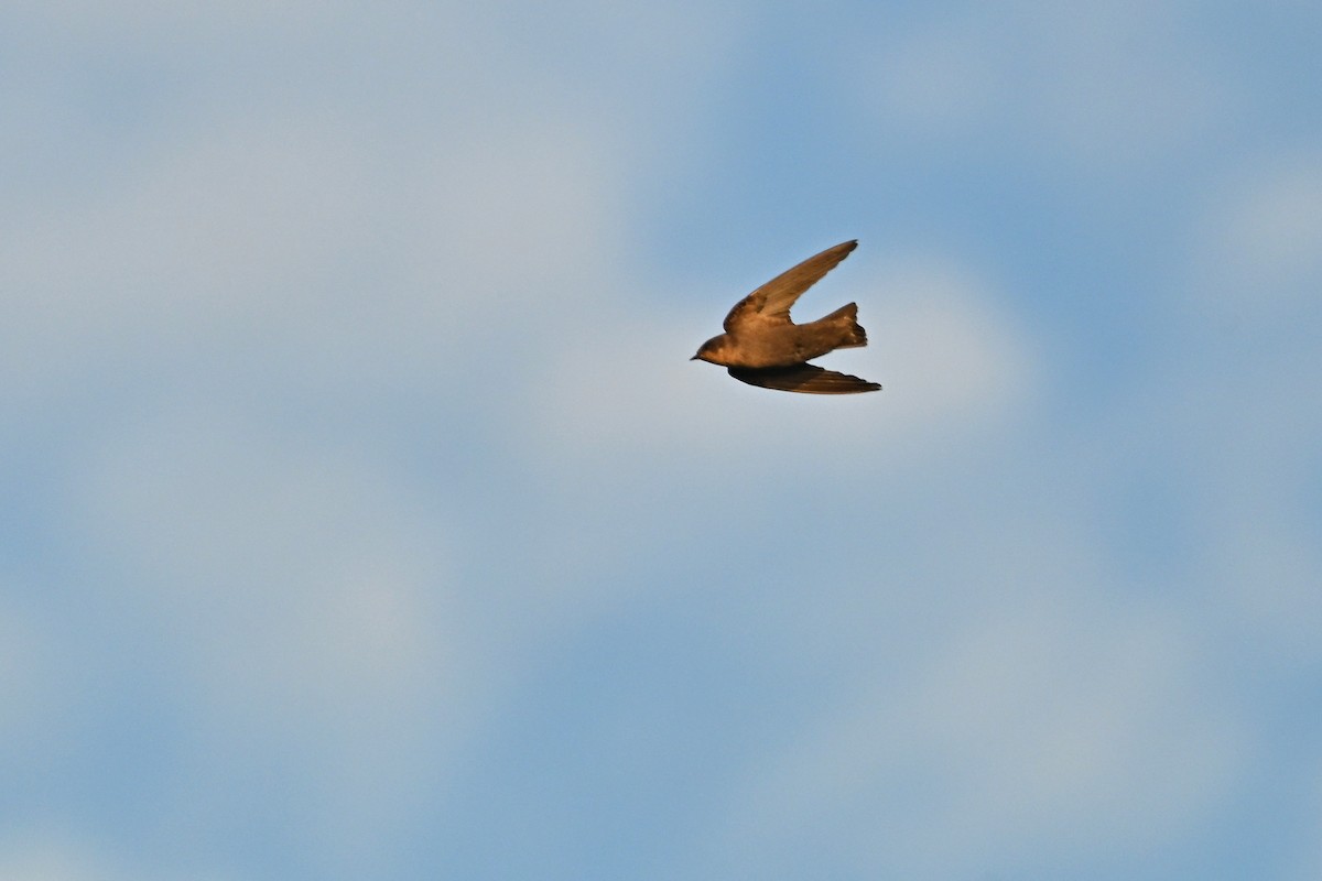 Haitz-enara eztarrigorrizta - ML645062580