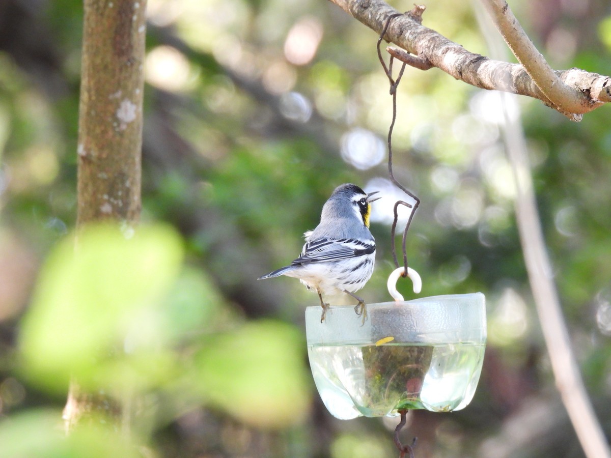 Yellow-throated Warbler - ML645062581