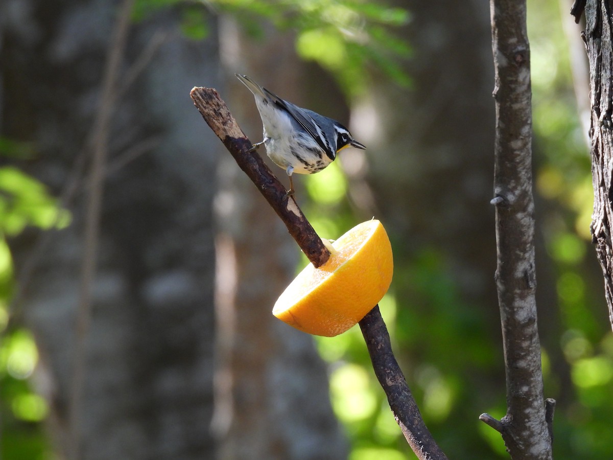 Yellow-throated Warbler - ML645062582