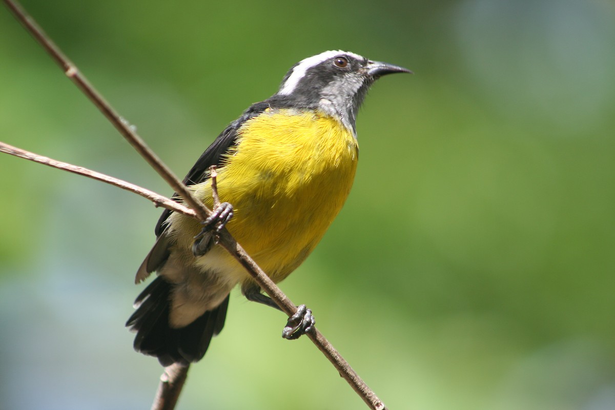 Bananaquit - ML645062583