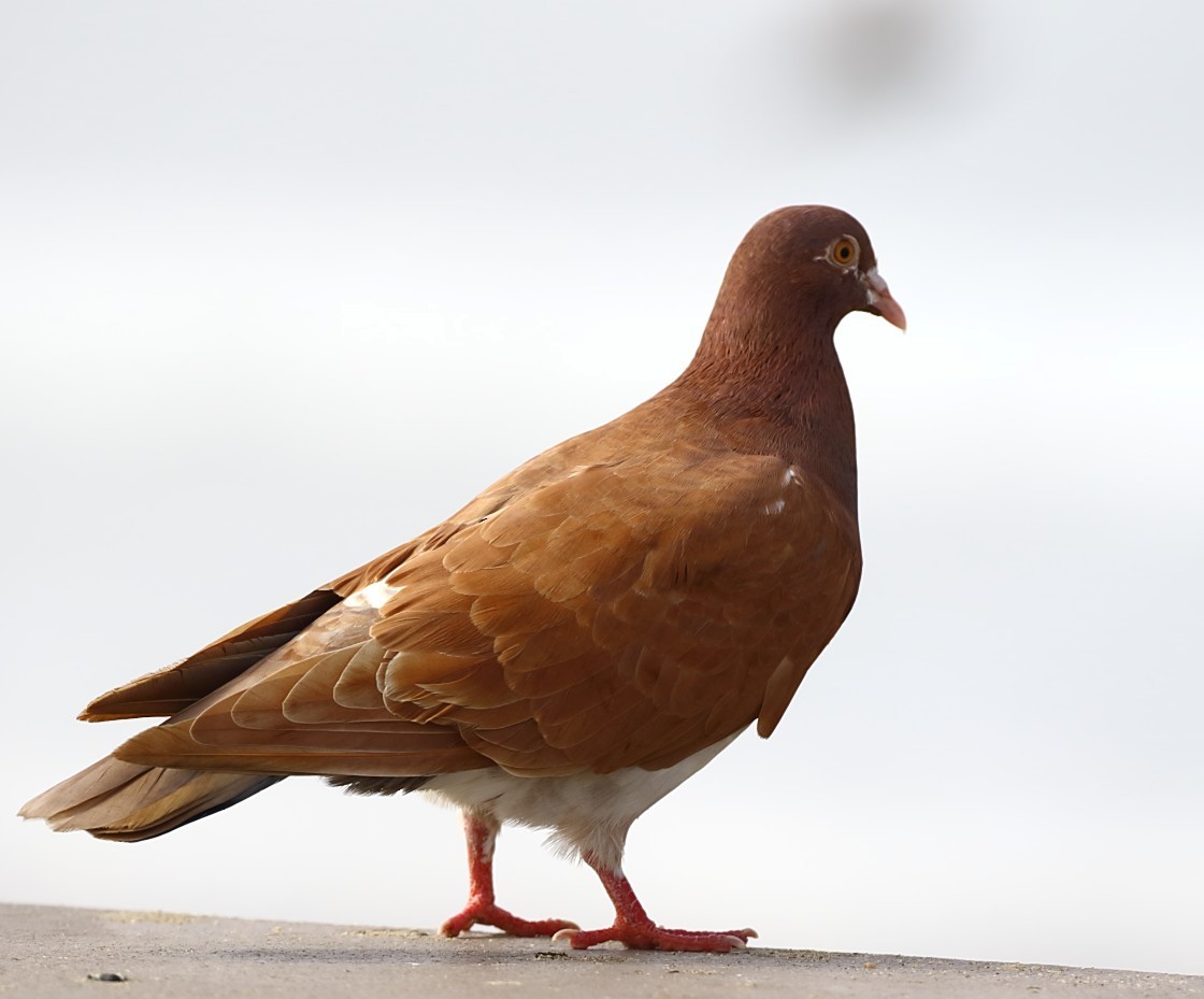 Haitz-usoa (etxekoa) - ML645062584