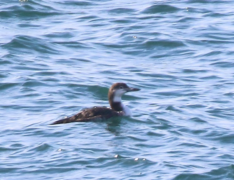 Aliota handia - ML645062585